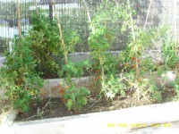 Organic farm